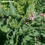 Symphytum-officinale.jpg